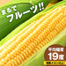 北海道産 富良野産 とうもろこし わくわくコーン 2Lサイズ×8本 とにかく甘い!【産地直送】