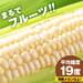 北海道 富良野産 とうもろこし ホワイトショコラ 2Lサイズ×16本 生で食べても甘い!【産地直送】