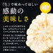 北海道 富良野産 とうもろこし ホワイトショコラ 2Lサイズ×8本 生で食べても甘い!【産地直送】