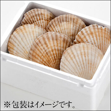 ホタテ 北海道 野付産 プレミアム ジャンボ 活ホタテ 約2.0kg(7枚前後)【送料