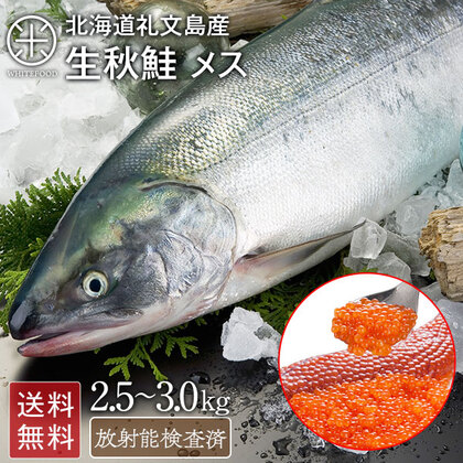 北海道 礼文島産 生 秋鮭 メス (生筋子入り)  2.5〜3.0kg前後【送料無料】