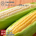 とうもろこし 北海道 南幌町産 2色食べ比べセット Lサイズ各4本 あまいんです ピュアホワイト【送料無料】【産地直送】