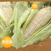 北海道　南幌町産 とうもろこし ピュアホワイト　Lサイズ(380gアップ)8本 生で食べても甘い!【産地直送】